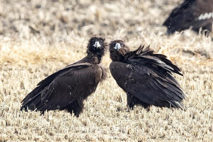 (포토뉴스) 천수만 쌍둥이 독수리가 카메라를 의식하고 신기한 듯 바라보고 있는 장면.jpg