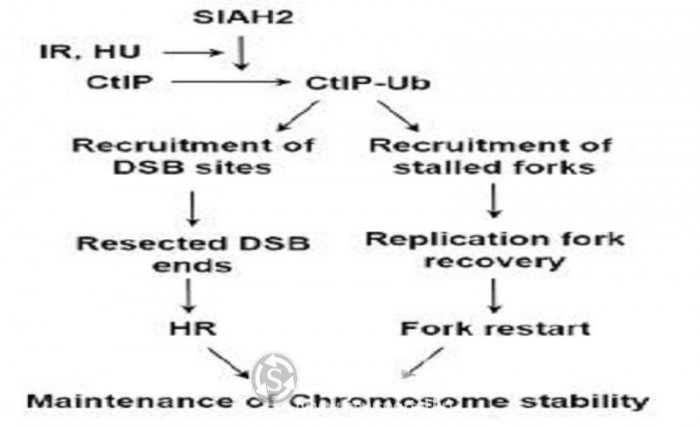 손상된 DNA와 DNA 복제를 정상화시키는 구조111.jpg
