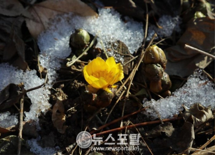 4. 복수초 꽃.JPG