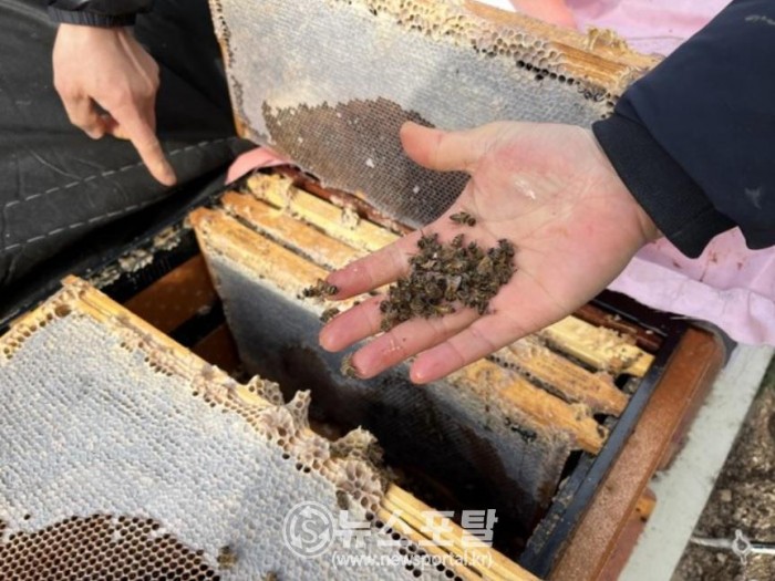 꿀벌피해 조사반이 양봉업 등록 농가에서 피해상황 조사하고 있다.jpg