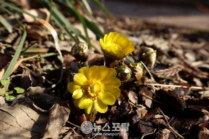 _천리포수목원에 봄의 전령사 복수초 활짝.jpg