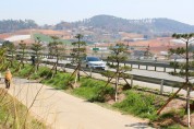 태안군,국도32호선 ‘소나무 명품가로숲’조성 ‘한창’