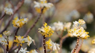 【포토】천리포수목원에 삼지닥나무 꽃 활짝