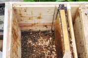 서산시,꿀벌실종피해 양봉농가 긴급 지원