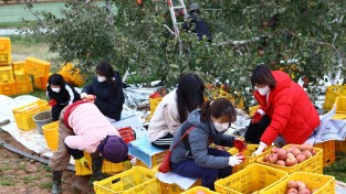 서산교육지원청,사과 따기 농촌봉사활동
