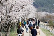 서산‘해미벚꽃축제’ 내년에 만나요!