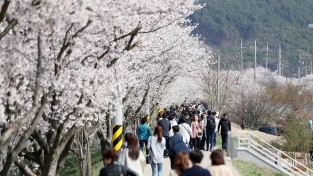 서산‘해미벚꽃축제’ 내년에 만나요!