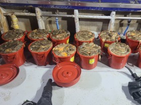 태안해경,해삼 350㎏ 불법 채취한 잠수부 검거