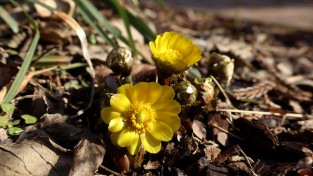 천리포수목원에 ‘봄의 전령사’ 복수초 활짝