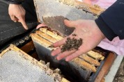 예산군,꿀벌 폐사 피해농가에 3억6천만원 지원