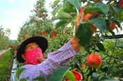 태안서 미네랄 풍부한 사과수확 ‘한창’