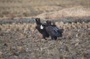 몽골서 날아온 독수리 서산 천수만서 발견