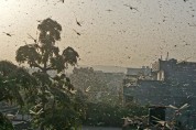 인도 델리 ’27년 만에 메뚜기 떼 습격‘ 수난