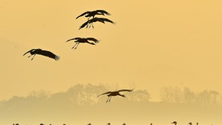 ‘천수만 철새도래지’생태관광지역 재지정