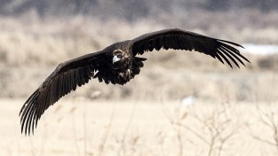 [사진기사] 북쪽서 온 독수리,천수만서 힘 찬 날개 짓