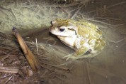 【포토】논산 명암방죽서 두꺼비 산란현장 발견