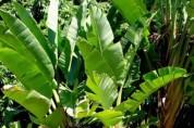 바나나 잎의 효능 혈당조절 비만예방 탁월