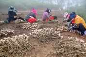 태안군,‘6쪽마늘 명품화’영농자재 지원