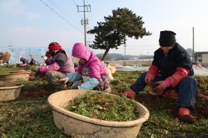 태안서‘겨울철농가소득효자작목’냉이수확한창