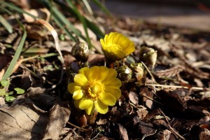 천리포수목원에 ‘봄의 전령사’ 복수초 활짝