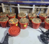 태안해경,해삼 350㎏ 불법 채취한 잠수부 검거